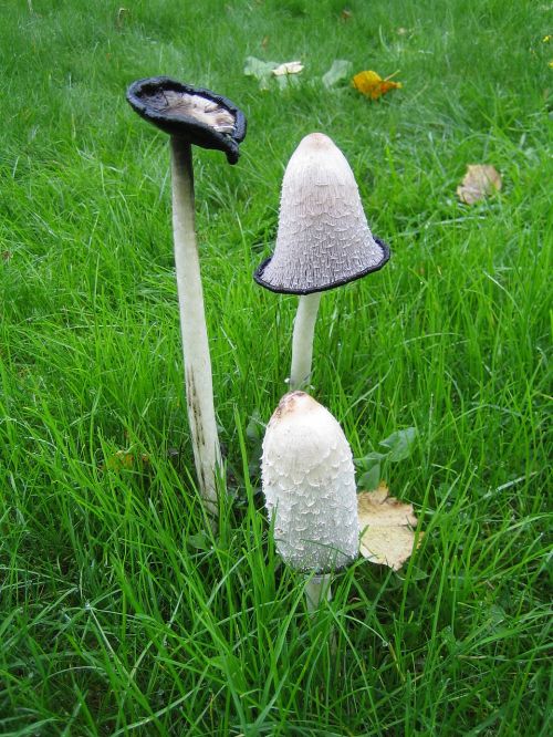 inktzwam three stages mushroom
