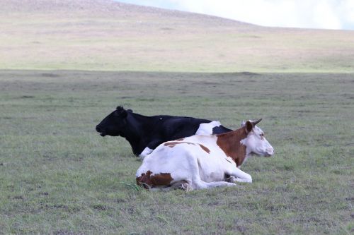 inner mongolia prairie dairy cow