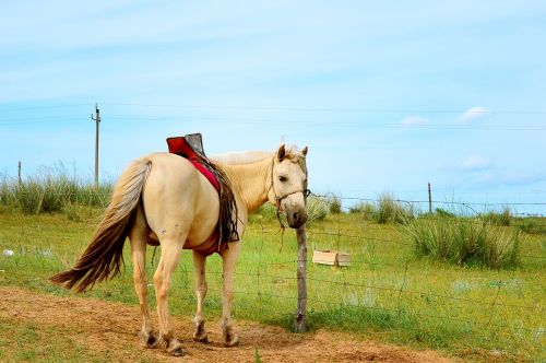 inner mongolia horse gol