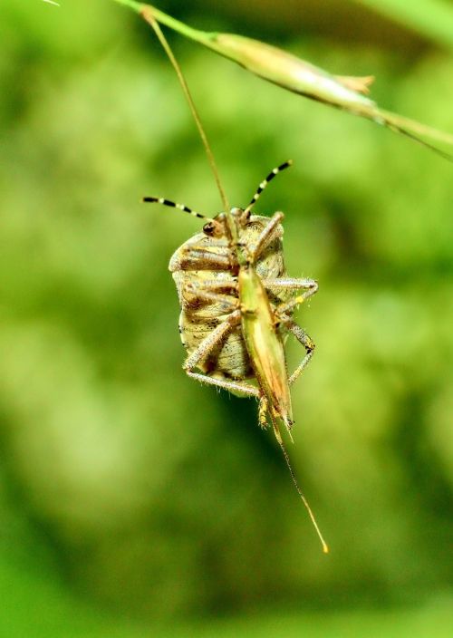 insect macro nature