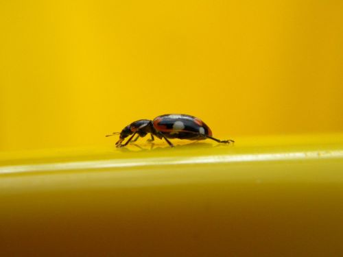 insect ladybug detail