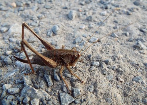 cricket insect animal