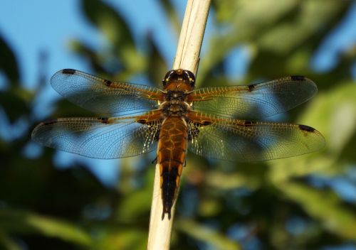 dragonfly wildlife bug