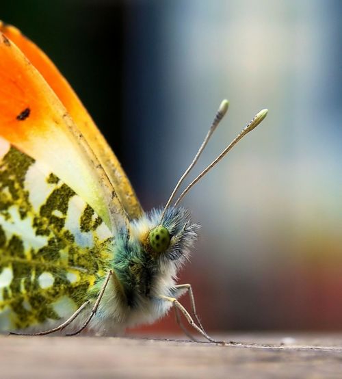 insect butterfly colorful