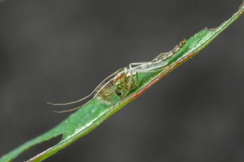 insect macro close up