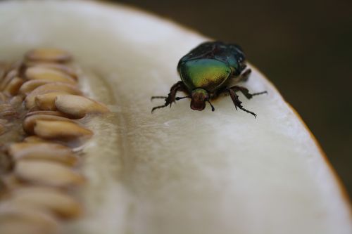 insect macro green