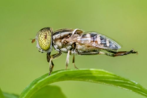 insect macro fly
