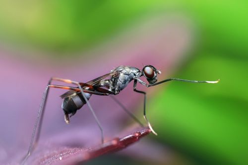 insect macro animal