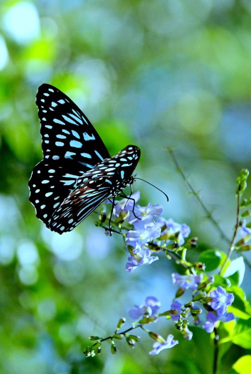 insect blue flower