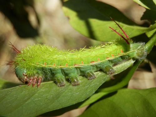 insect caterpillar green caterpillar