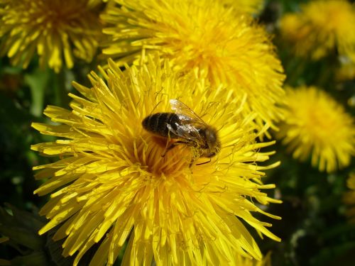 insect flower yellow