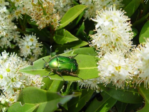 insect beetle flying