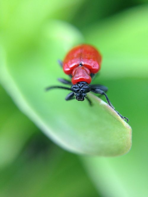 insect leaf nature