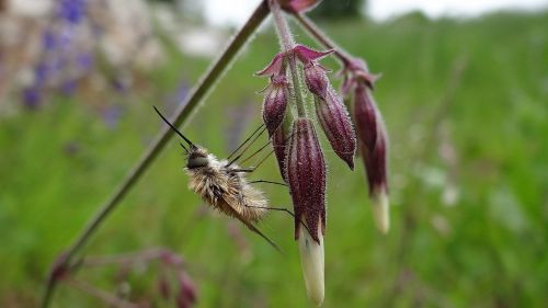 insect bombyliidae fly