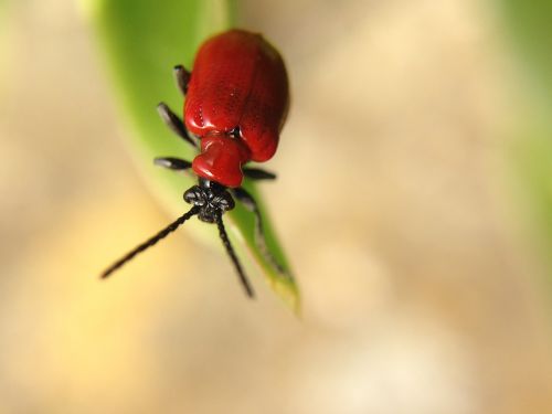 insect macro leaf