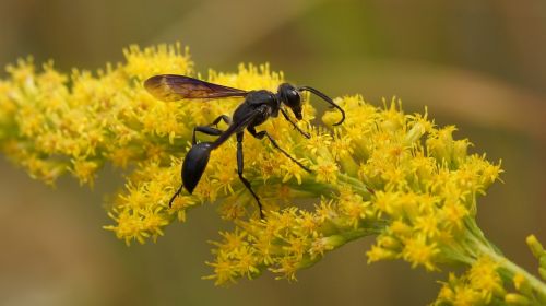 black wasp on flower