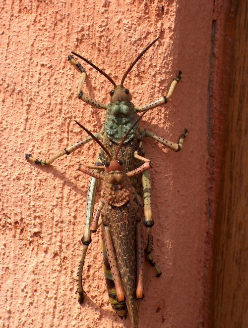insect macro grasshopper