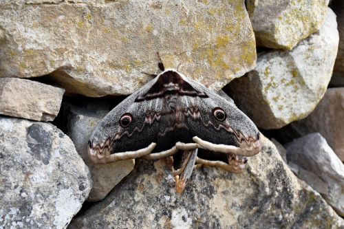 insect butterfly nature