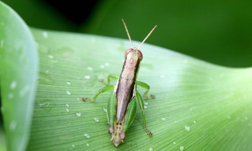 insect leaf grasshopper