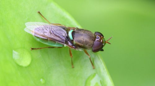 insect leaf grasshopper