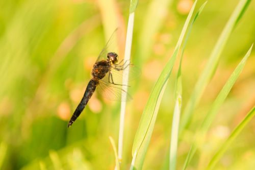 insect nature grass