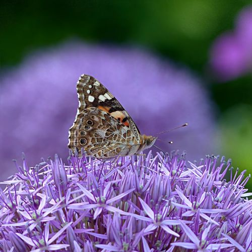 insect butterfly summer