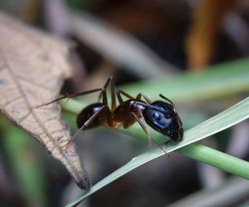 insect ant bug