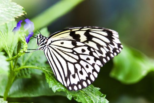 insect butterfly nature