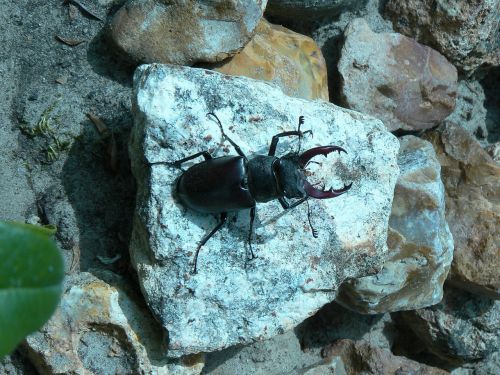 insect beetle nature