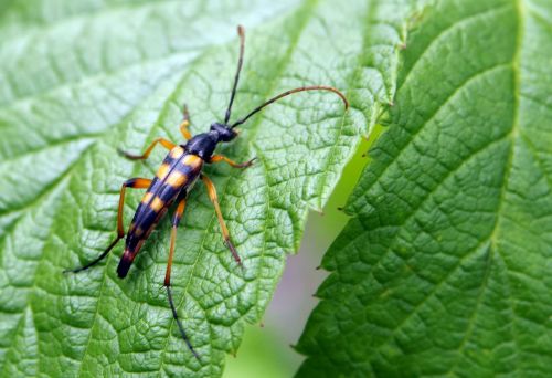 insect żółtoczarny long