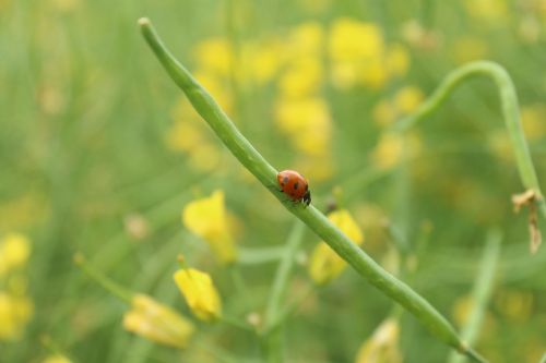 insect ladybug crawling