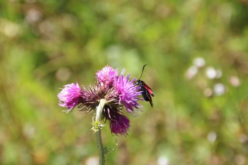 insect flower meadow