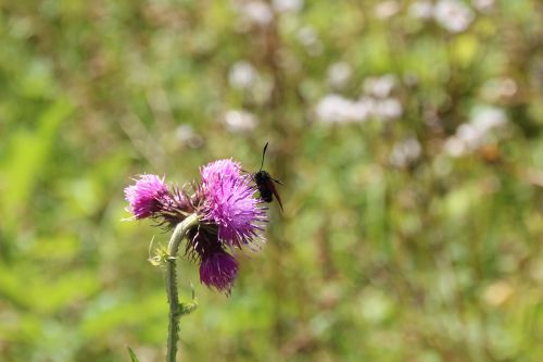 insect flower meadow