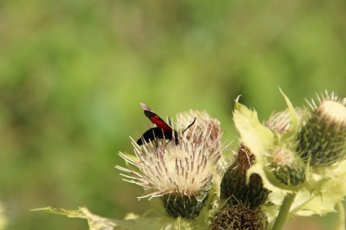 insect flower meadow