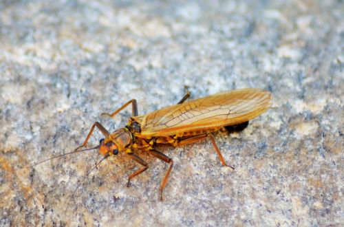 insect cicada vocals