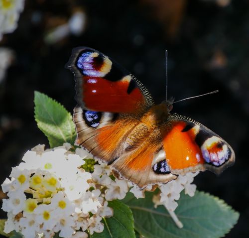 insect butterfly peacock