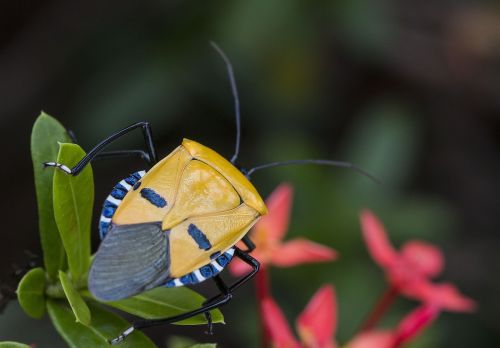 insect human face