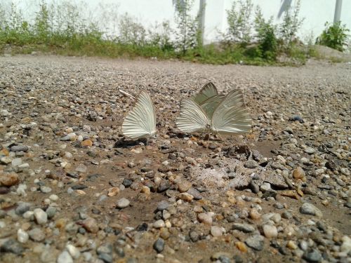 insect butterfly butterfly wings