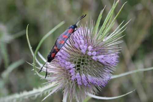 insect flower plant