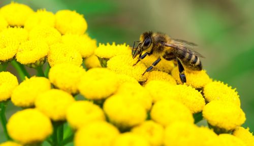 insect bee pollination