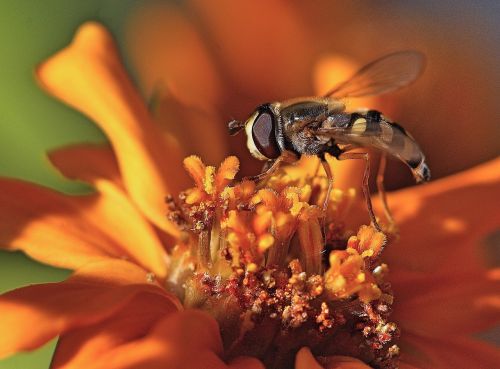 insect blossom bloom