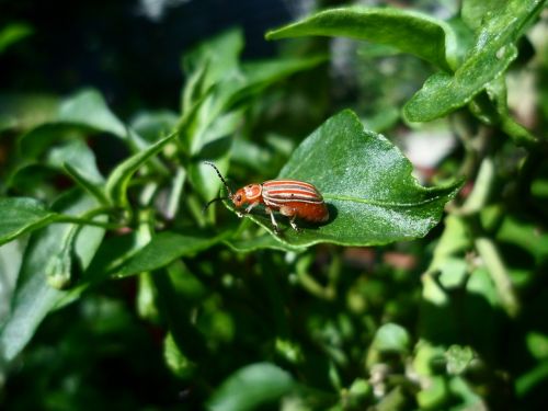 insect ladybug macro