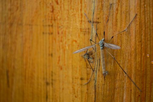 insect fly wood