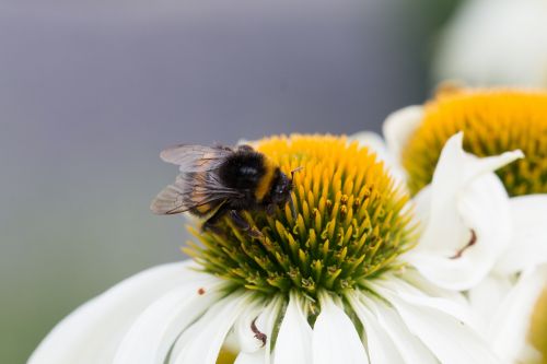insect macro bumblebee
