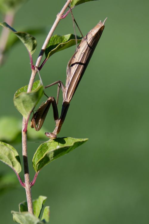 praying mantis insect bugs