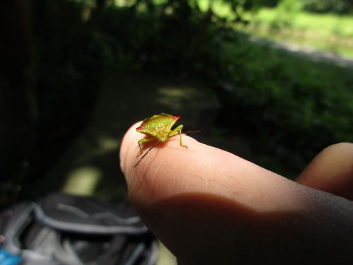 insect nature macro