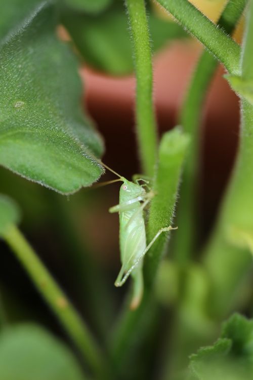 grasshopper insect green