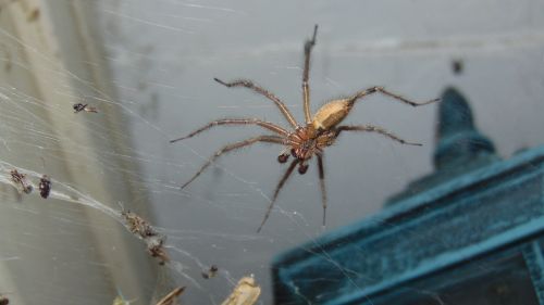 insect spider arachnid