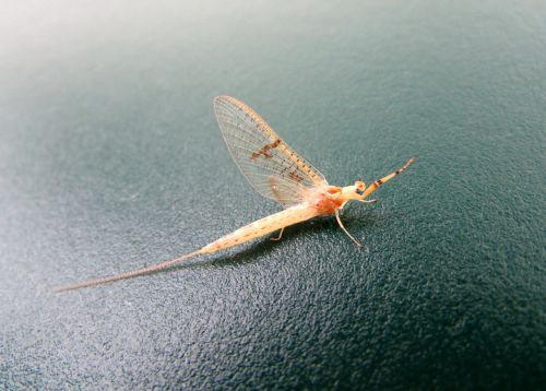 insect mayflies animals