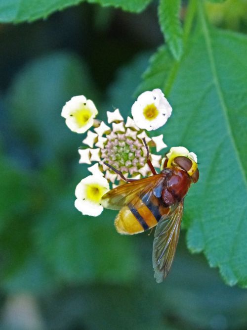 insect hoverfly sirphidae
